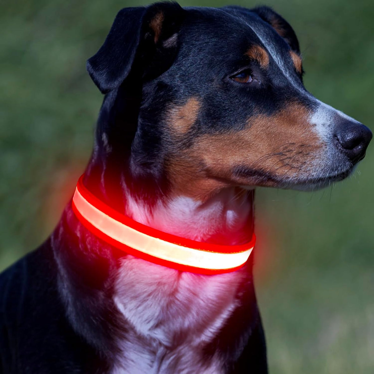 Illuminate Your Dog's Safety: Adjustable USB Rechargeable LED Glowing Collar - Super Bright & Stylish (Medium, Red)